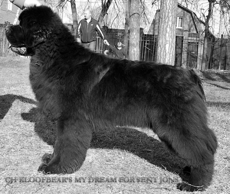 Int. Ch., Rus. Ch. KLOOFBEAR'S MY DREAM FOR SENT DJONS